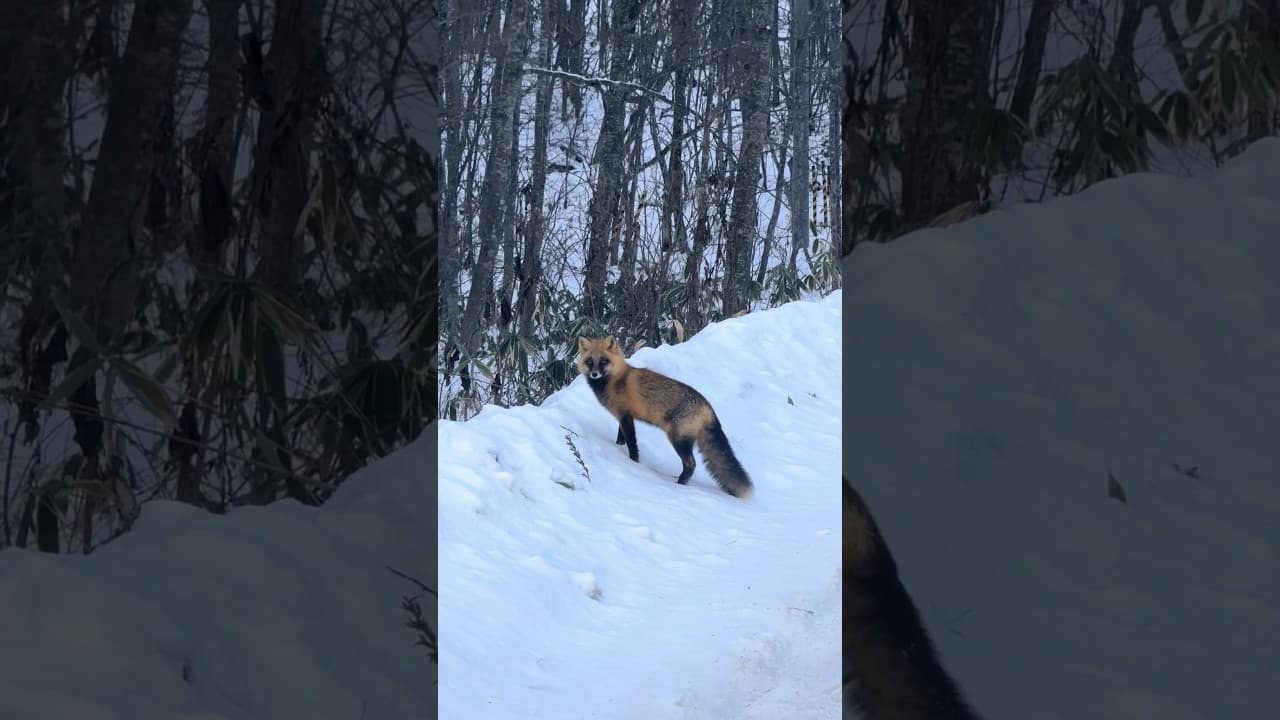 Ce que j’ai vu au Japon (partie 2)