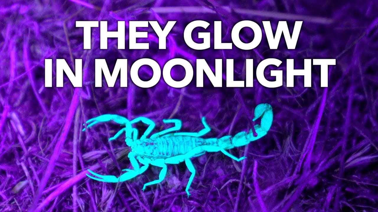 Why Scorpions Glow in the Dark