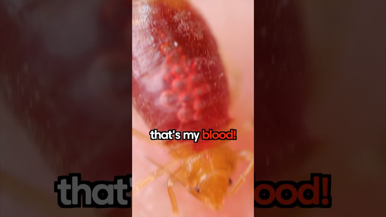 I Let A Bed Bug Eat Me