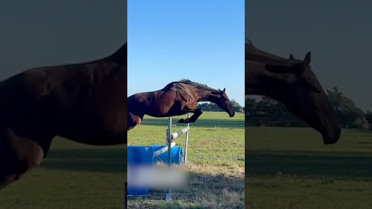 Why do all animals jump to about the same height?