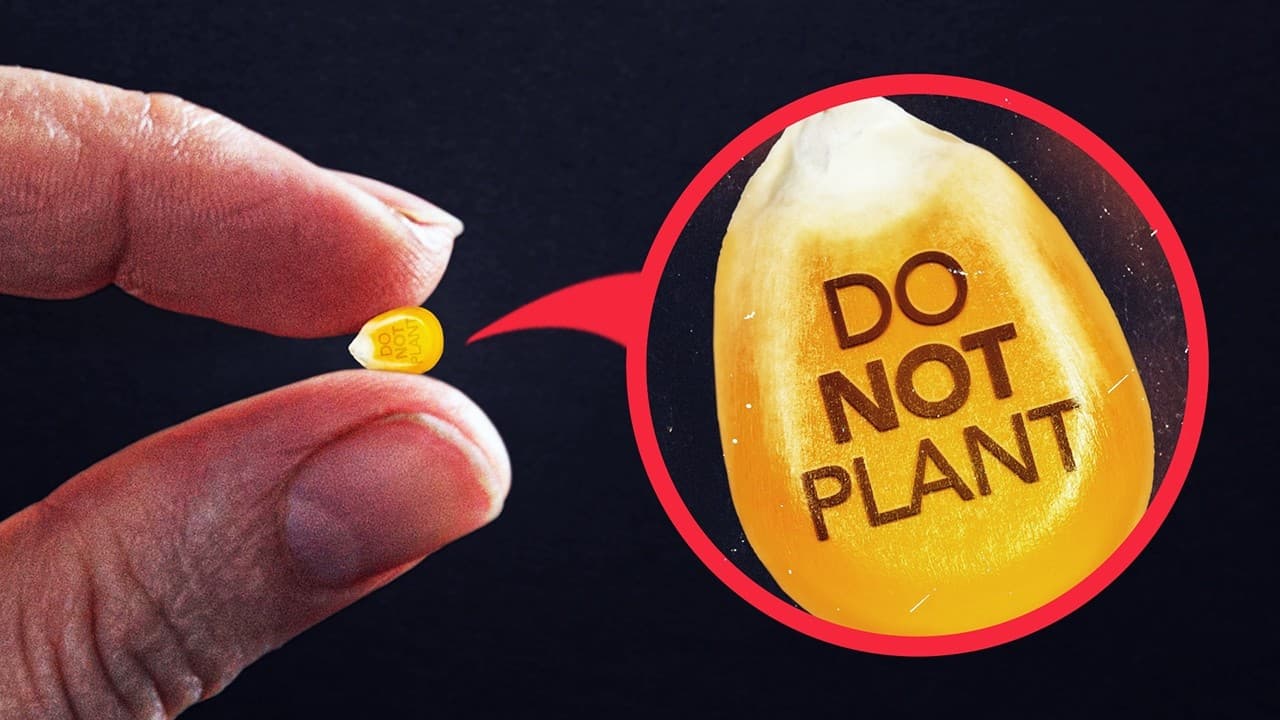 Exposing Why Farmers Can't Legally Replant Their Own Seeds