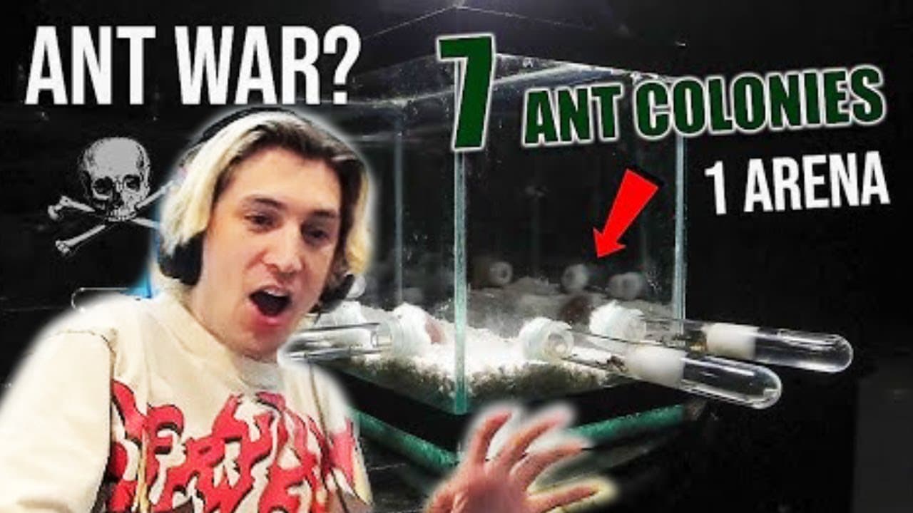 xQc Reacts to 7 ANT COLONIES Destroying Each Other