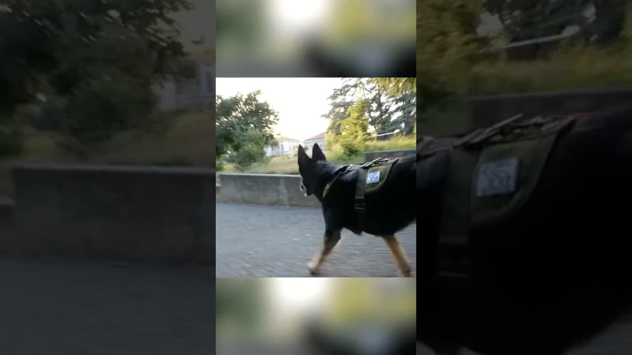 How to Escape a Police Sniffing Dog