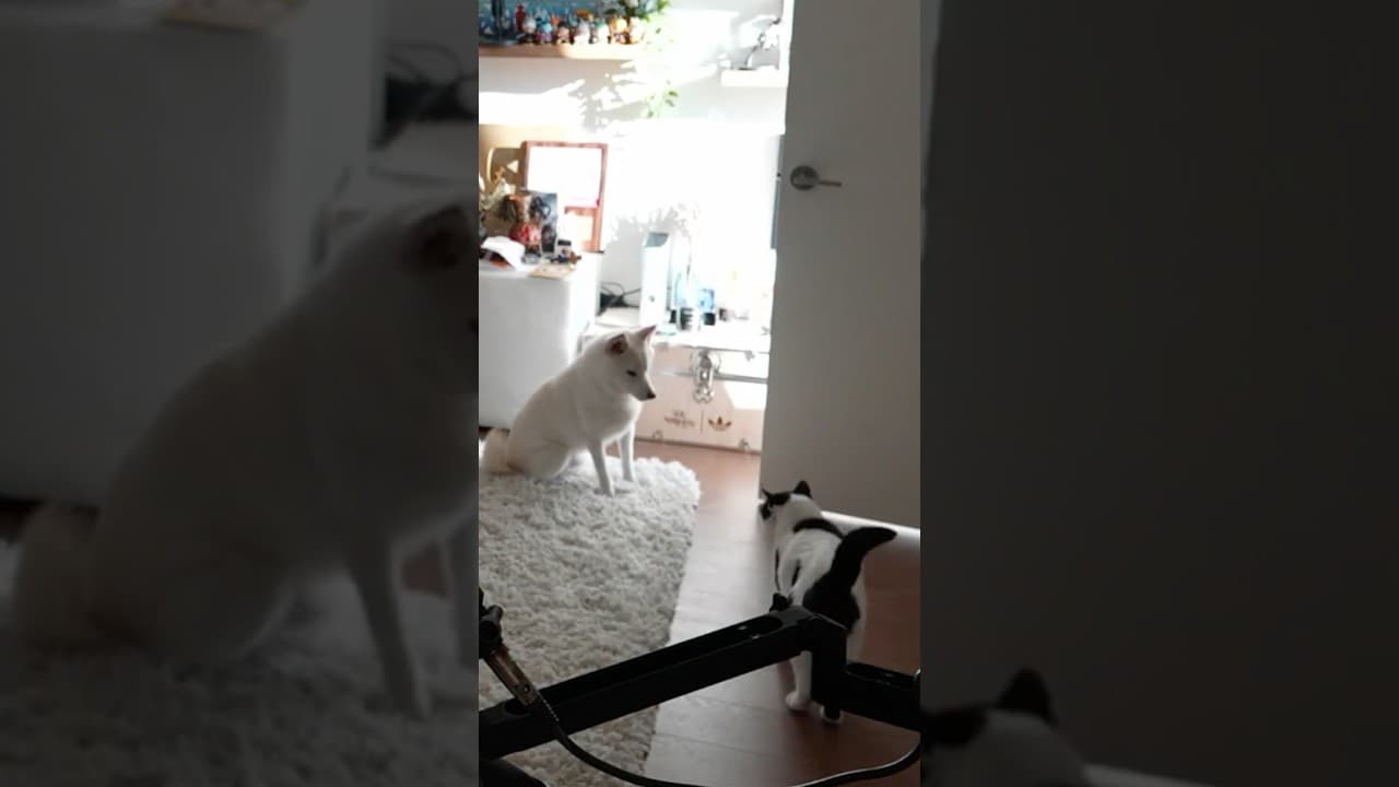 Mika Is A Wild Pokémon 😂