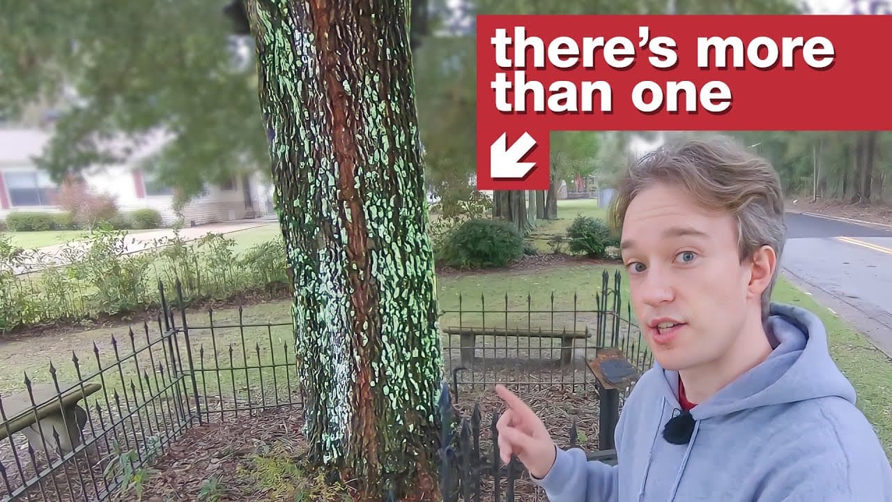 The other tree that owns itself