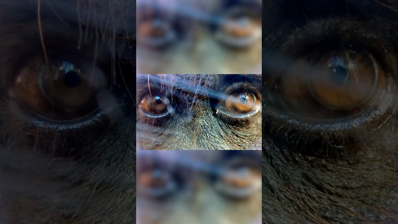 How To Lure A Gorilla With Your Phone