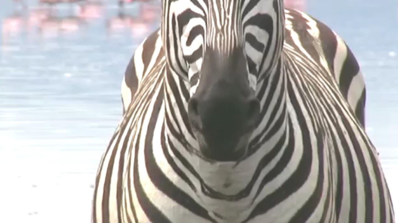 Why Humans Only Domesticated a Baker's Dozen of Big Animals