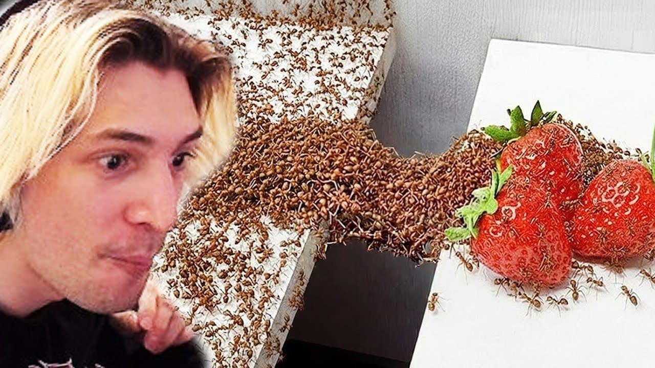 xQc Reacts to 1,000 Ants vs. Obstacles
